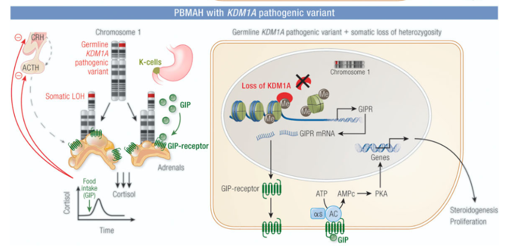 HLRCCの平均余命と見通し